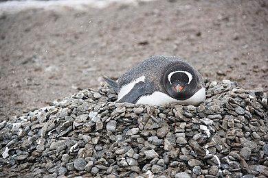 “特别好评”肉鸽太空模拟游戏《虚空航船》1.0正式版将于11月25日上线